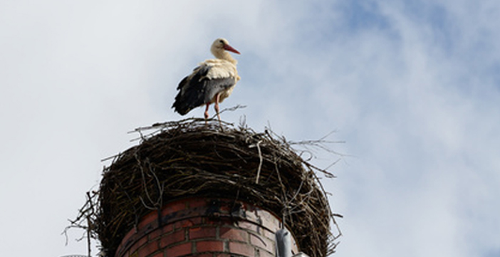 Storchennest mit Storch auf gemauertem Schornstein