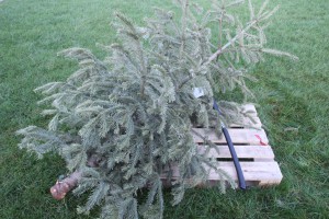 abgeschmückter Weihnachtsbaum