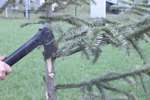 Entfernung der Zweige vom Weihnachtsbaum