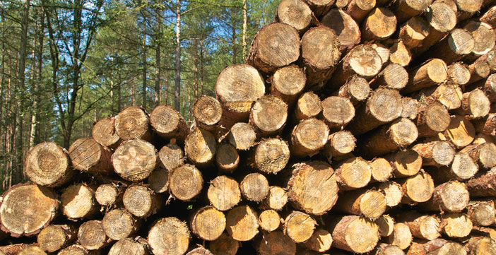Baumstämme für Brennholz